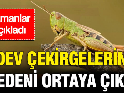 Uzmanlar acikladi istanbuldaki dev cekirgelerin nedeni ortaya cikti ei7UmMyE