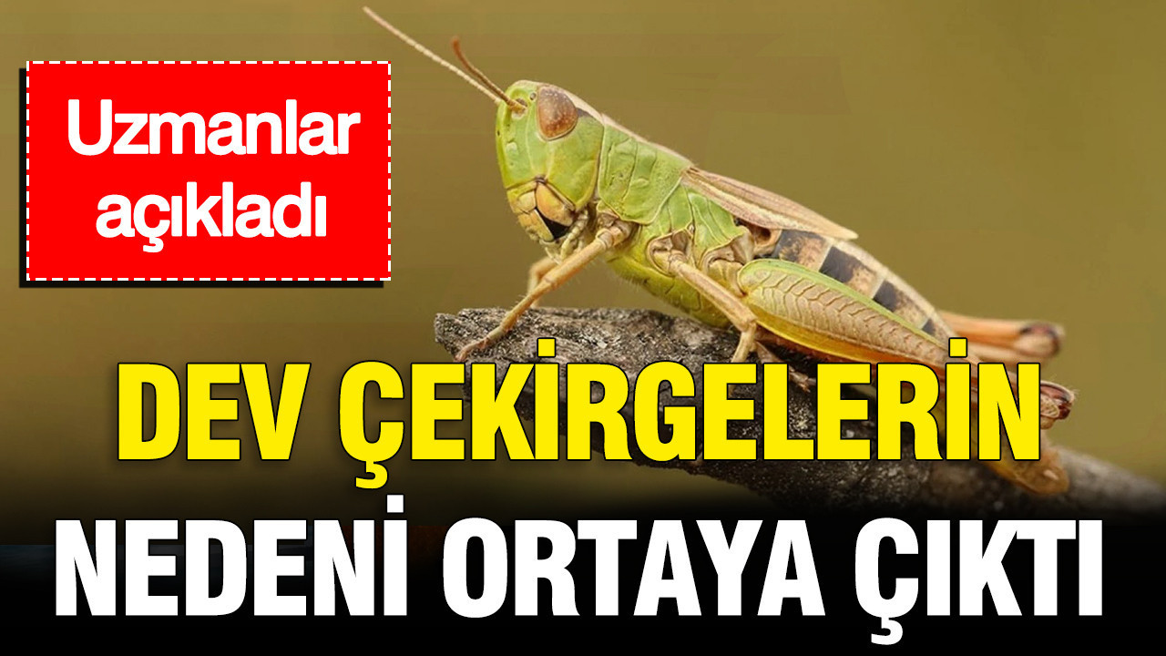 Uzmanlar acikladi istanbuldaki dev cekirgelerin nedeni ortaya cikti ei7UmMyE
